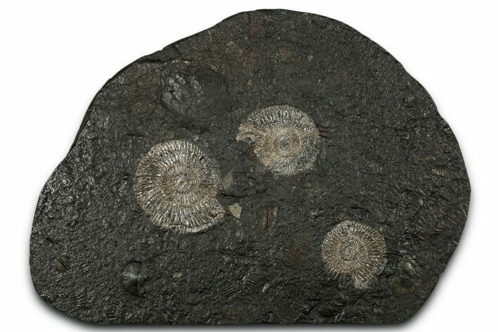 Fossil Ammonite (Dactylioceras) Cluster - Posidonia Shale, Germany #353544